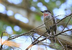 Rose-throated Becard